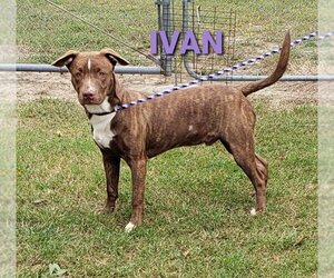 Ivan - Male American Pit Bull Terrier-Unknown Mix Dog for Adoption - Photo #2