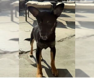 Chihuahua-Unknown Mix Dogs for adoption in Tracy, CA, USA