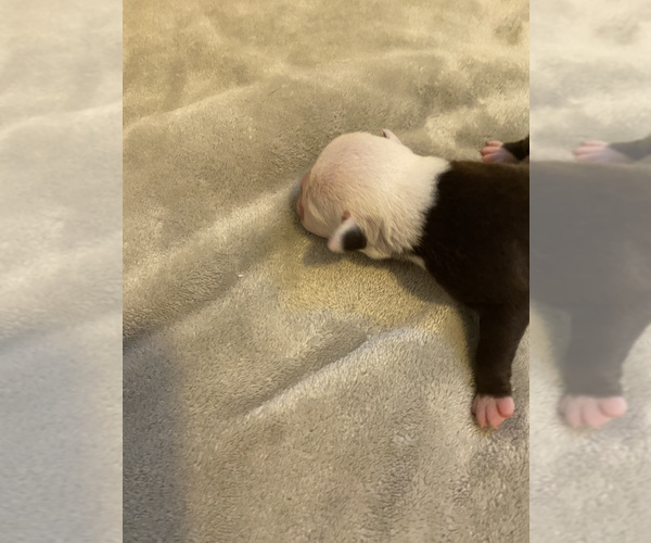 Medium Photo #1 Olde English Bulldogge Puppy For Sale in NEW HAVEN, CT, USA