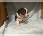 Small #1 Pembroke Welsh Corgi