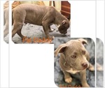 Small Photo #1 American Bully Puppy For Sale in PELAHATCHIE, MS, USA