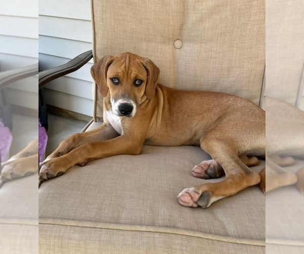 Medium Photo #14 Mutt Puppy For Sale in Holly Springs, NC, USA