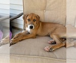 Small #13 Mutt