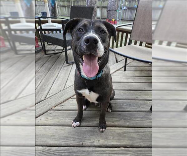 Medium Photo #2 American Pit Bull Terrier-Unknown Mix Puppy For Sale in Conroe, TX, USA