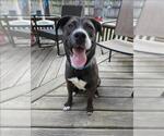 Small #1 American Pit Bull Terrier Mix
