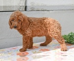 Small #2 Poodle (Miniature)