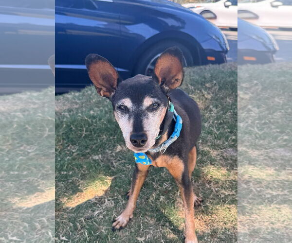 Medium Photo #4 Miniature Pinscher Puppy For Sale in Newport Beach, CA, USA