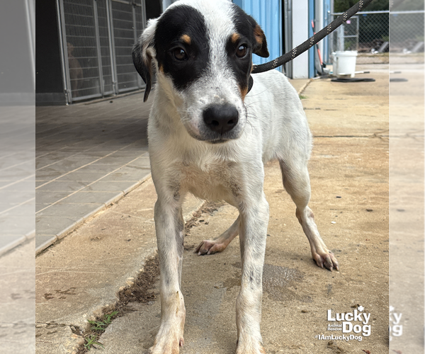 Medium Photo #3 Mutt Puppy For Sale in Washington, DC, USA