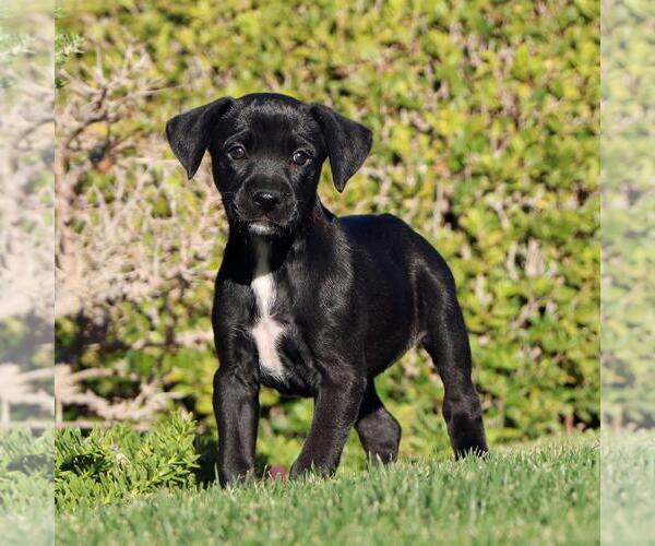 Medium Photo #1 Boxer-Unknown Mix Puppy For Sale in San Diego, CA, USA