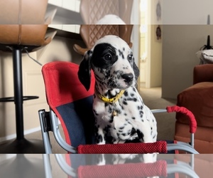 Dalmatian Puppy for sale in FREMONT, CA, USA