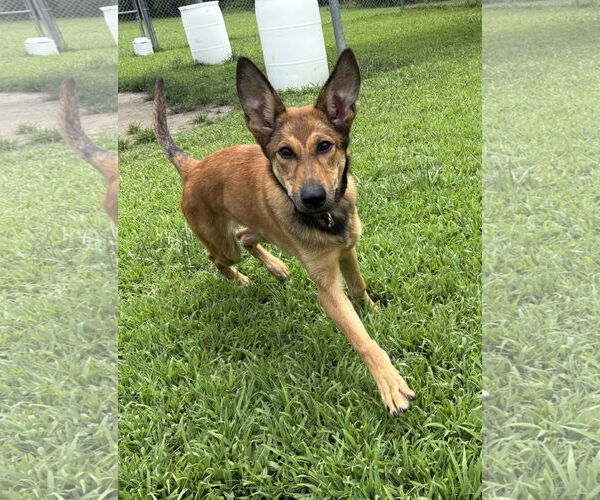 Medium Photo #2 German Shepherd Dog Puppy For Sale in Virginia Beach, VA, USA