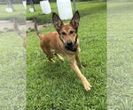 Small #1 German Shepherd Dog