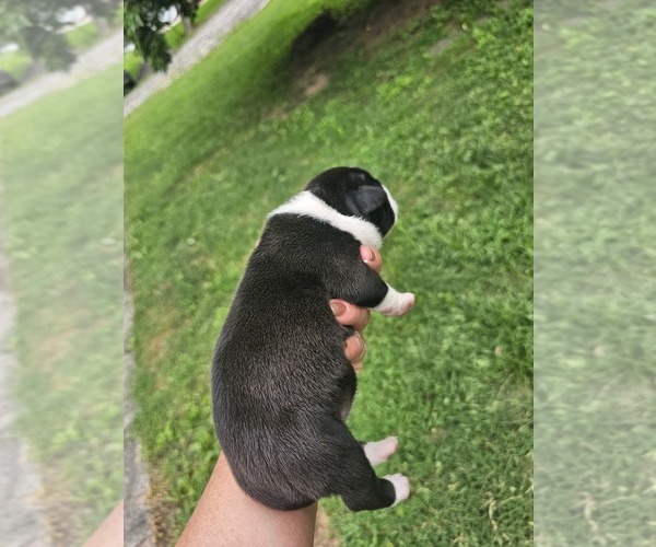 Medium Photo #3 American Bully Puppy For Sale in SAINT ALBANS, WV, USA
