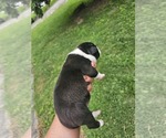 Small Photo #3 American Bully Puppy For Sale in SAINT ALBANS, WV, USA