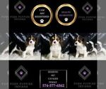 Small #2 Cavalier King Charles Spaniel