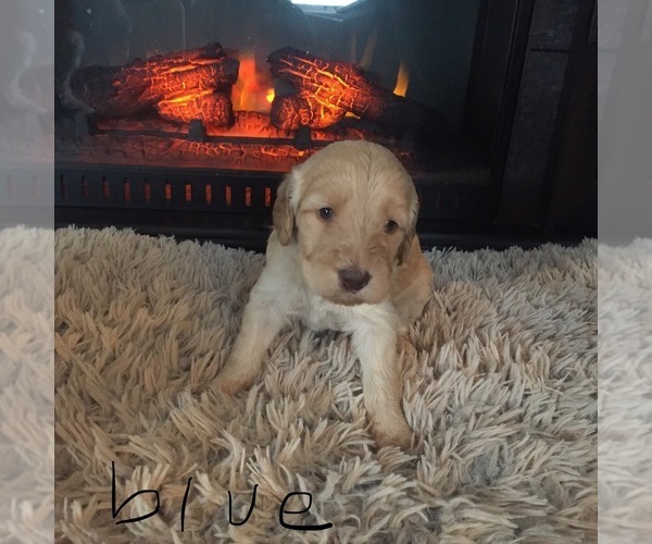 Medium Photo #3 Goldendoodle Puppy For Sale in STILLMAN VALLEY, IL, USA