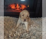 Small Photo #3 Goldendoodle Puppy For Sale in STILLMAN VALLEY, IL, USA