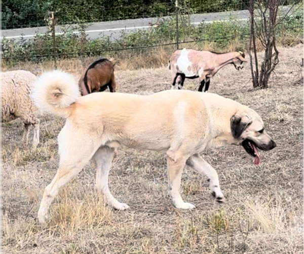 Medium Photo #1 Anatolian Shepherd Puppy For Sale in WINSTON, OR, USA