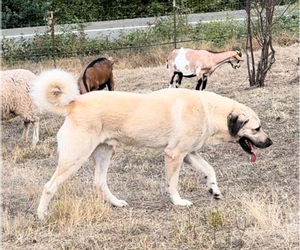 Father of the Anatolian Shepherd puppies born on 08/15/2025