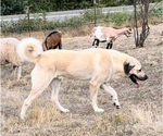Small Photo #1 Anatolian Shepherd Puppy For Sale in WINSTON, OR, USA