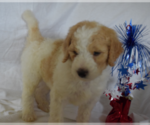 Small Photo #10 Poodle (Standard) Puppy For Sale in INDEPENDENCE, MO, USA