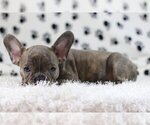 Small Photo #2 French Bulldog Puppy For Sale in LONG BOAT KEY, FL, USA