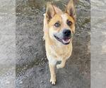 Small #1 Mutt