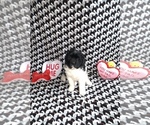 Small Photo #1 Newfoundland Puppy For Sale in EDINBURGH, IN, USA