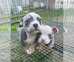 Small #15 American Bully