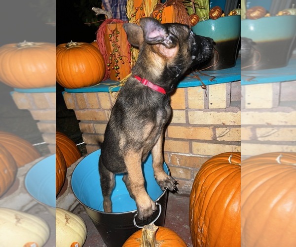 Medium Photo #5 Belgian Malinois Puppy For Sale in HOUSTON, TX, USA