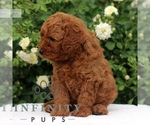 Small #2 Cavapoo