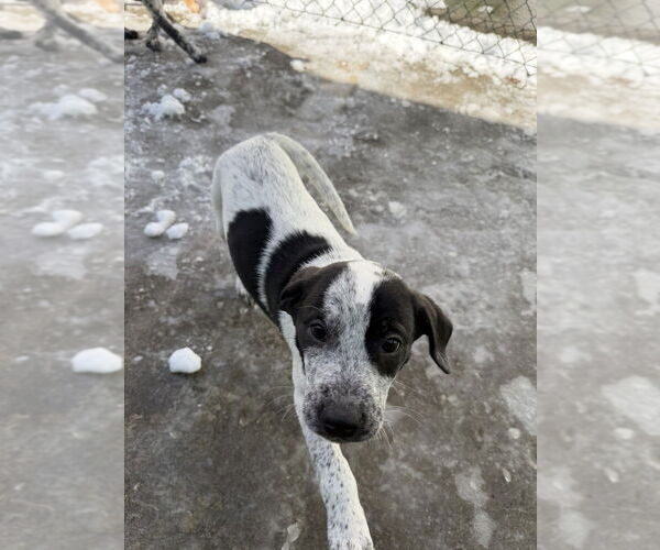 Medium Photo #2 Mutt Puppy For Sale in Elmsford, NY, USA