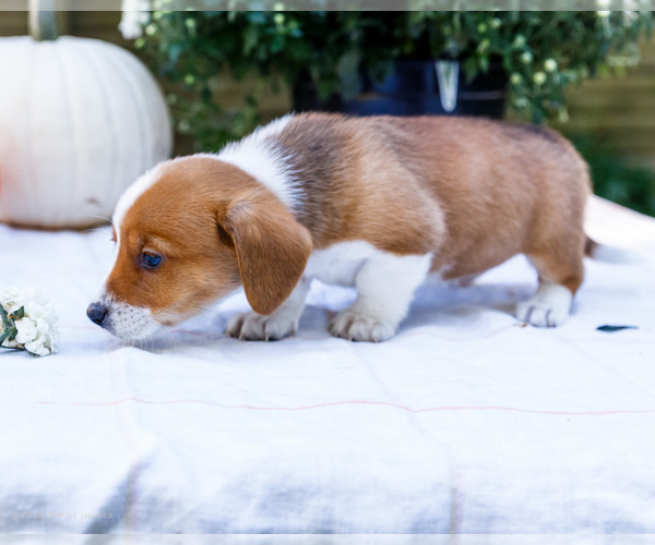 Medium Photo #5 Dorgi Puppy For Sale in WAKARUSA, IN, USA