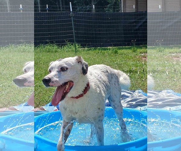 Medium Photo #29 English Setter-Labrador Retriever Mix Puppy For Sale in Rustburg, VA, USA