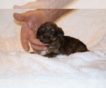 Small #10 Poodle (Toy)-YorkiePoo Mix