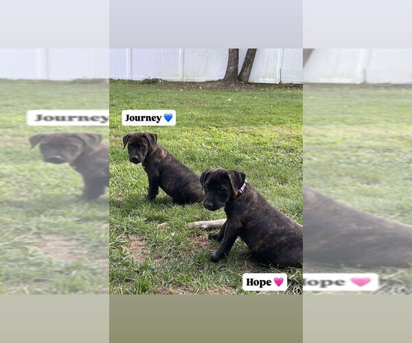 Medium Photo #7 American Pit Bull Terrier-American Staffordshire Terrier Mix Puppy For Sale in Wenonah, NJ, USA