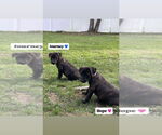 Small #6 American Pit Bull Terrier-American Staffordshire Terrier Mix