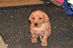 Small Photo #1 Vizsla-Weimaraner Mix Puppy For Sale in MILLBROOK, AL, USA