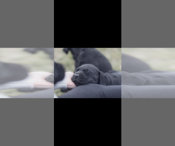 Medium Photo #4 Labrador Retriever Puppy For Sale in PLAIN CITY, OH, USA