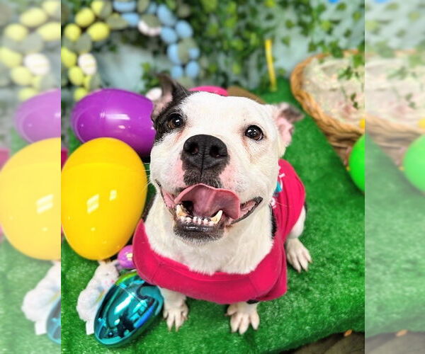 Medium Photo #2 Staffordshire Bull Terrier-Unknown Mix Puppy For Sale in Bryant, AR, USA