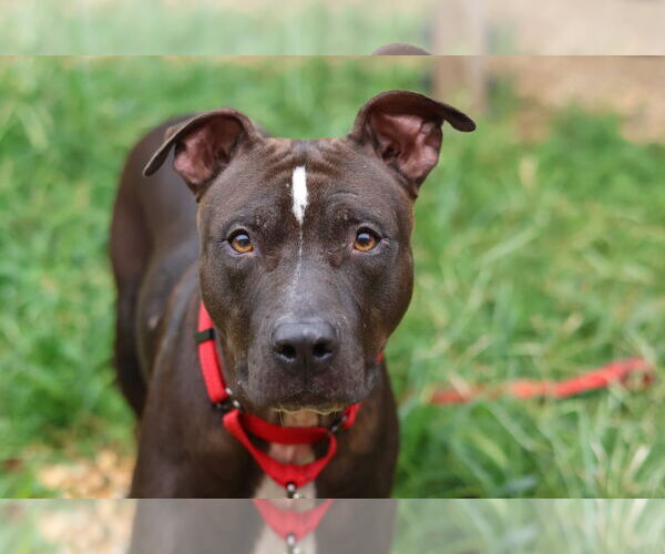 Medium Photo #21 Mutt Puppy For Sale in Philadelphia, PA, USA