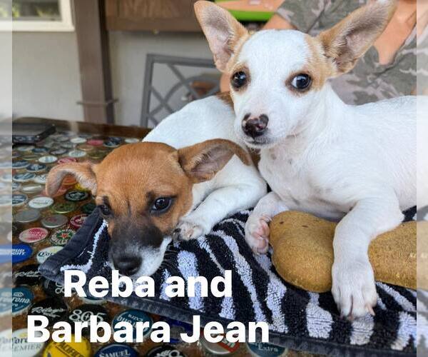 Medium Photo #3 Chihuahua-Unknown Mix Puppy For Sale in Turlock, CA, USA