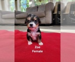 Image preview for Ad Listing. Nickname: Zoe