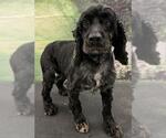 Small #4 Cocker Spaniel