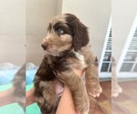 Small Photo #30 Aussiedoodle Puppy For Sale in LONGWOOD, FL, USA