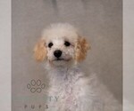 Small #1 Bichpoo