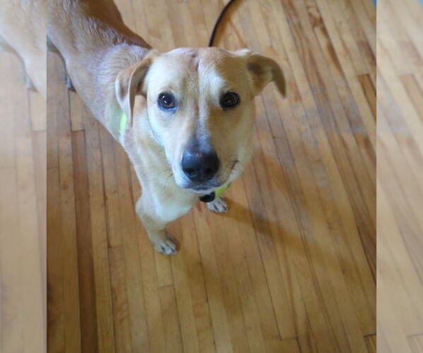 Medium Photo #7 Labrador Retriever-Unknown Mix Puppy For Sale in Princeton, MN, USA