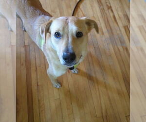 Peach - Female Labrador Retriever-Unknown Mix Dog for Adoption - Photo #7