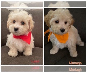Maltipoo Puppy for sale in CUTLER BAY, FL, USA