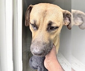 Labrador Retriever-Unknown Mix Dogs for adoption in Houston, TX, USA